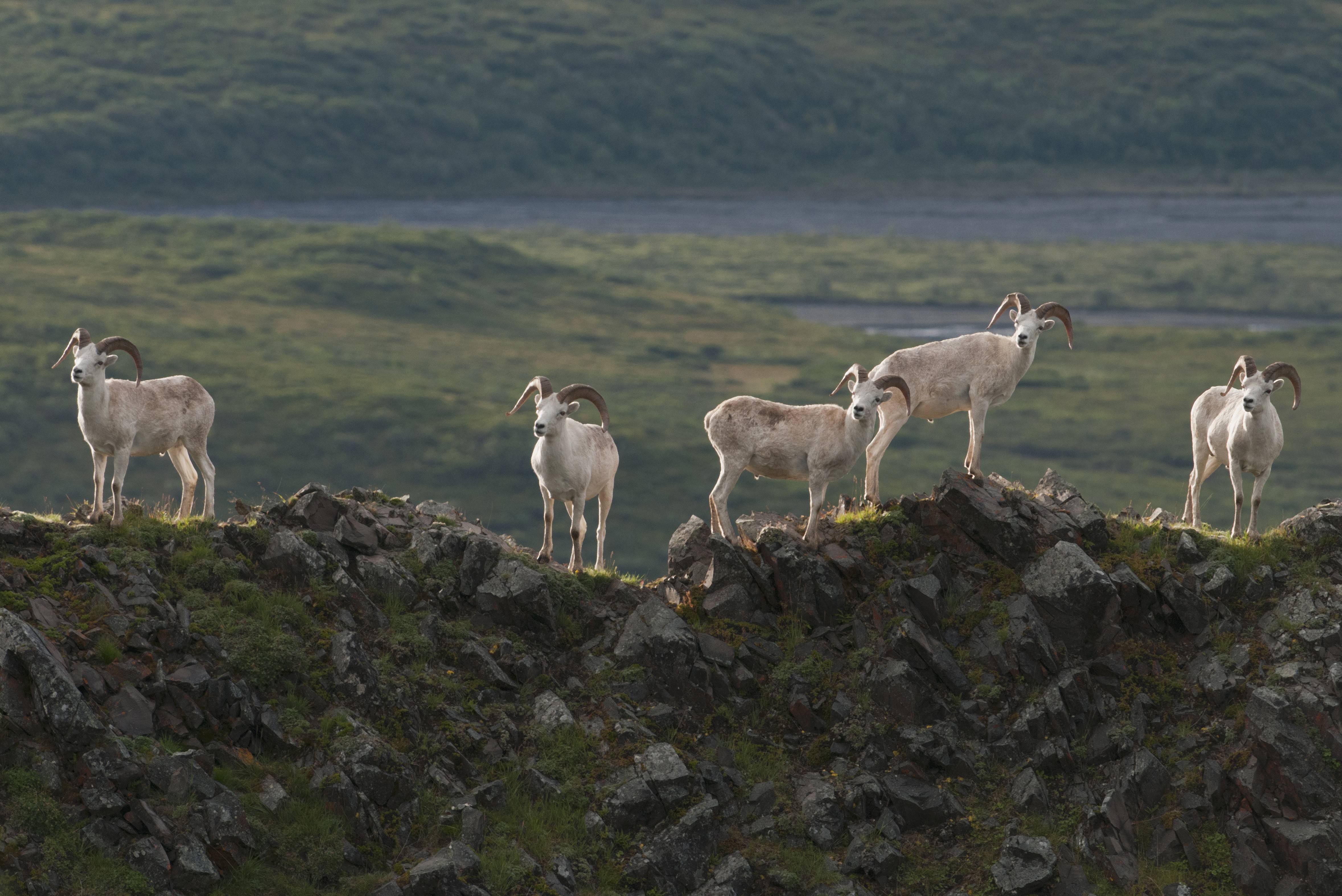 Alaska Sheep and Goat Disease Working Group