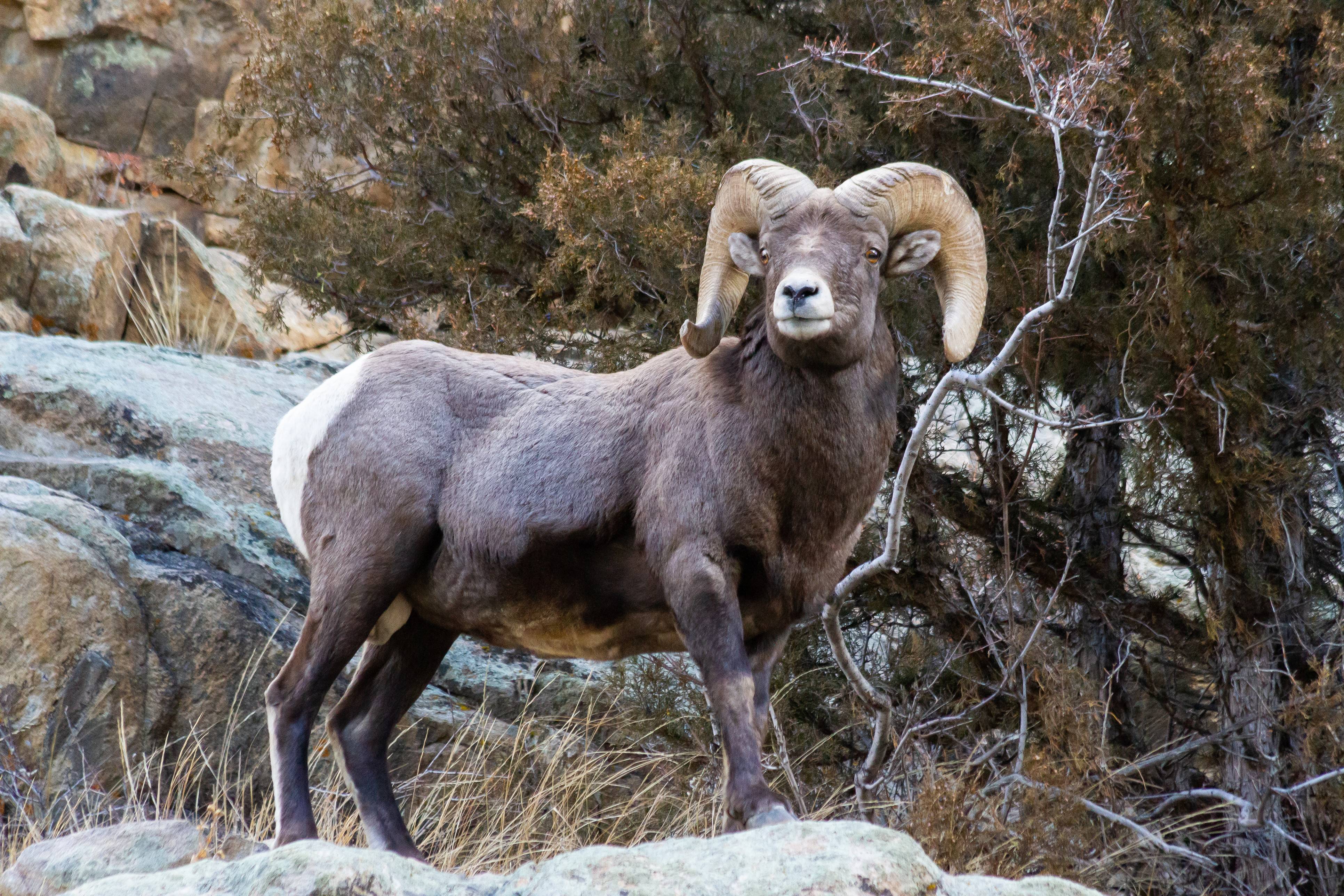 Bighorn and Domestic Sheep Working Group