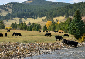 Cattle grazing next to a stream
