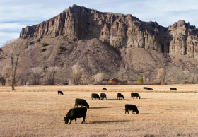 Cattle grazing