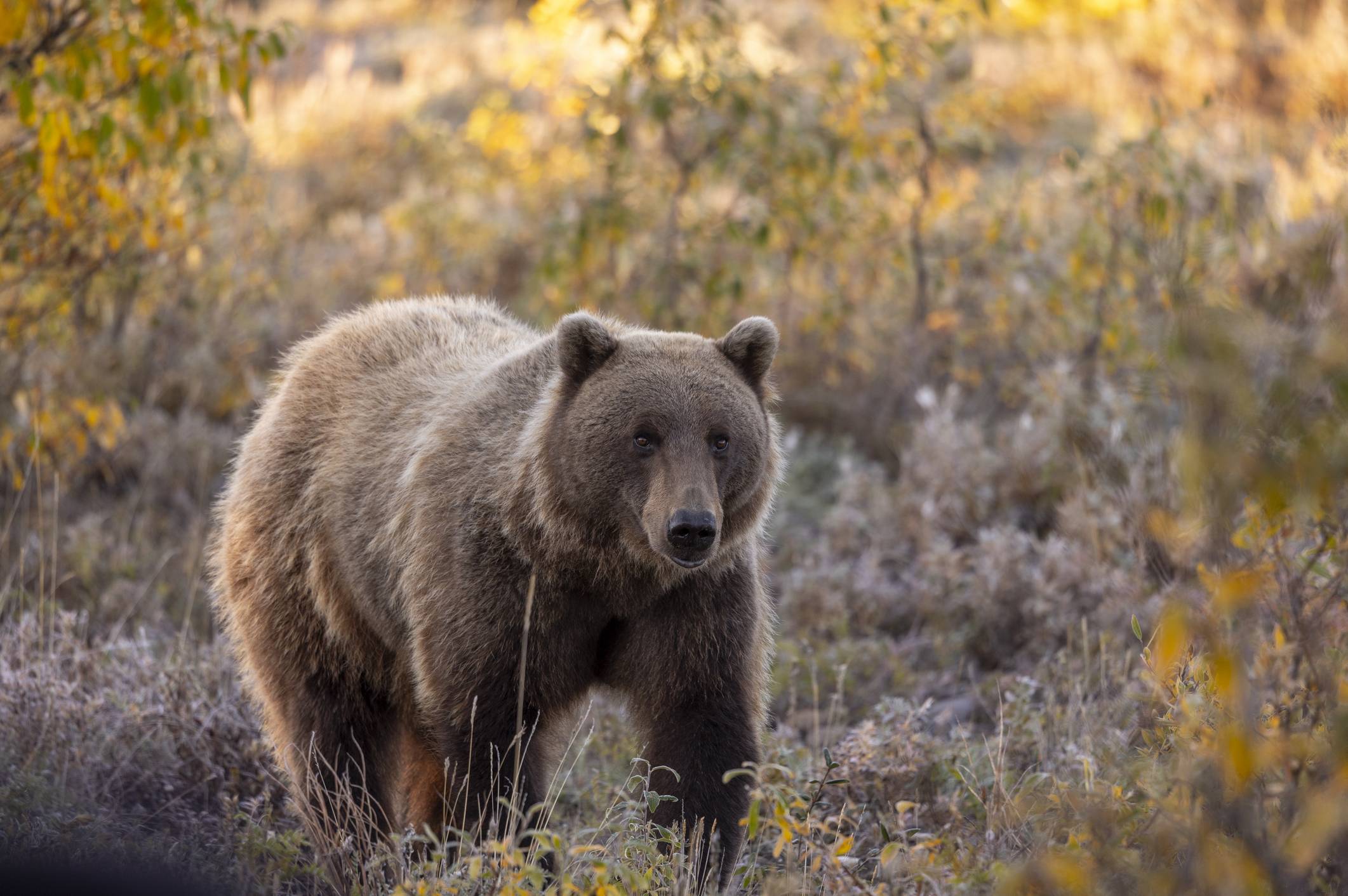 Eagle County Community Wildlife Roundtable