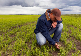 Farmer inspecting crops