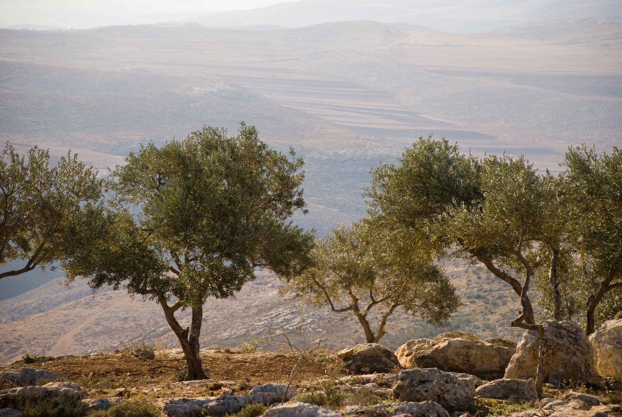 Trees in the desert