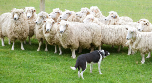 Dog herding sheep